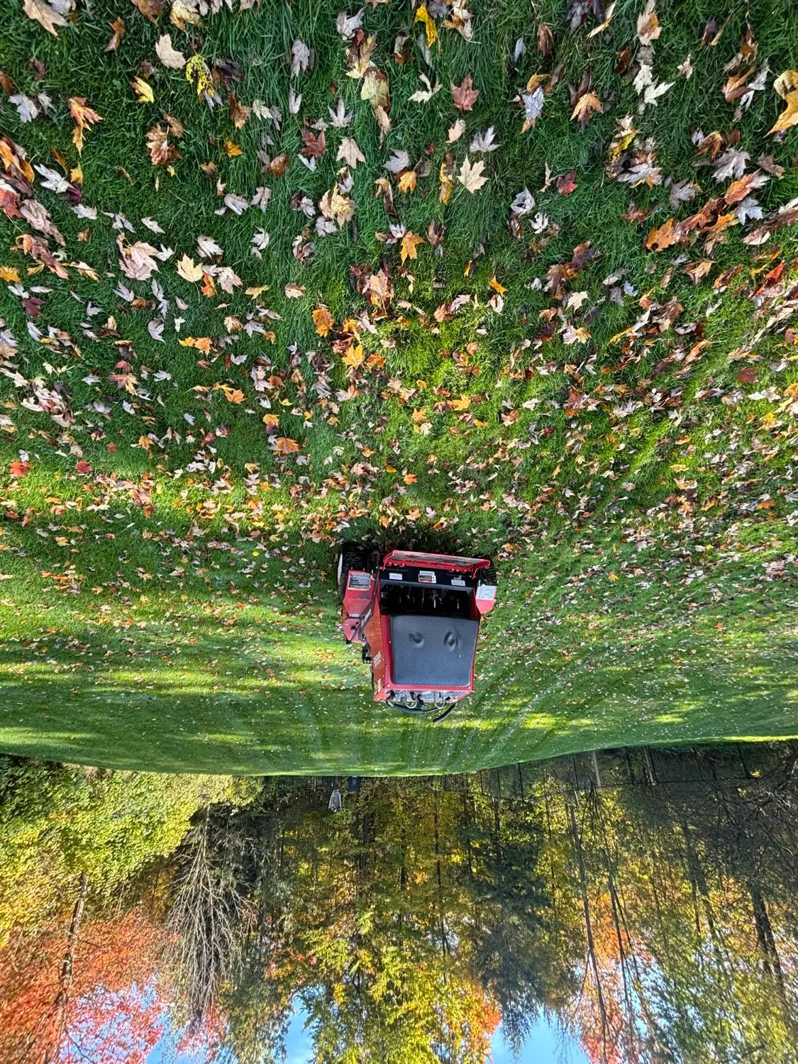 Mowing and mulching leaves on a lawn in autumn