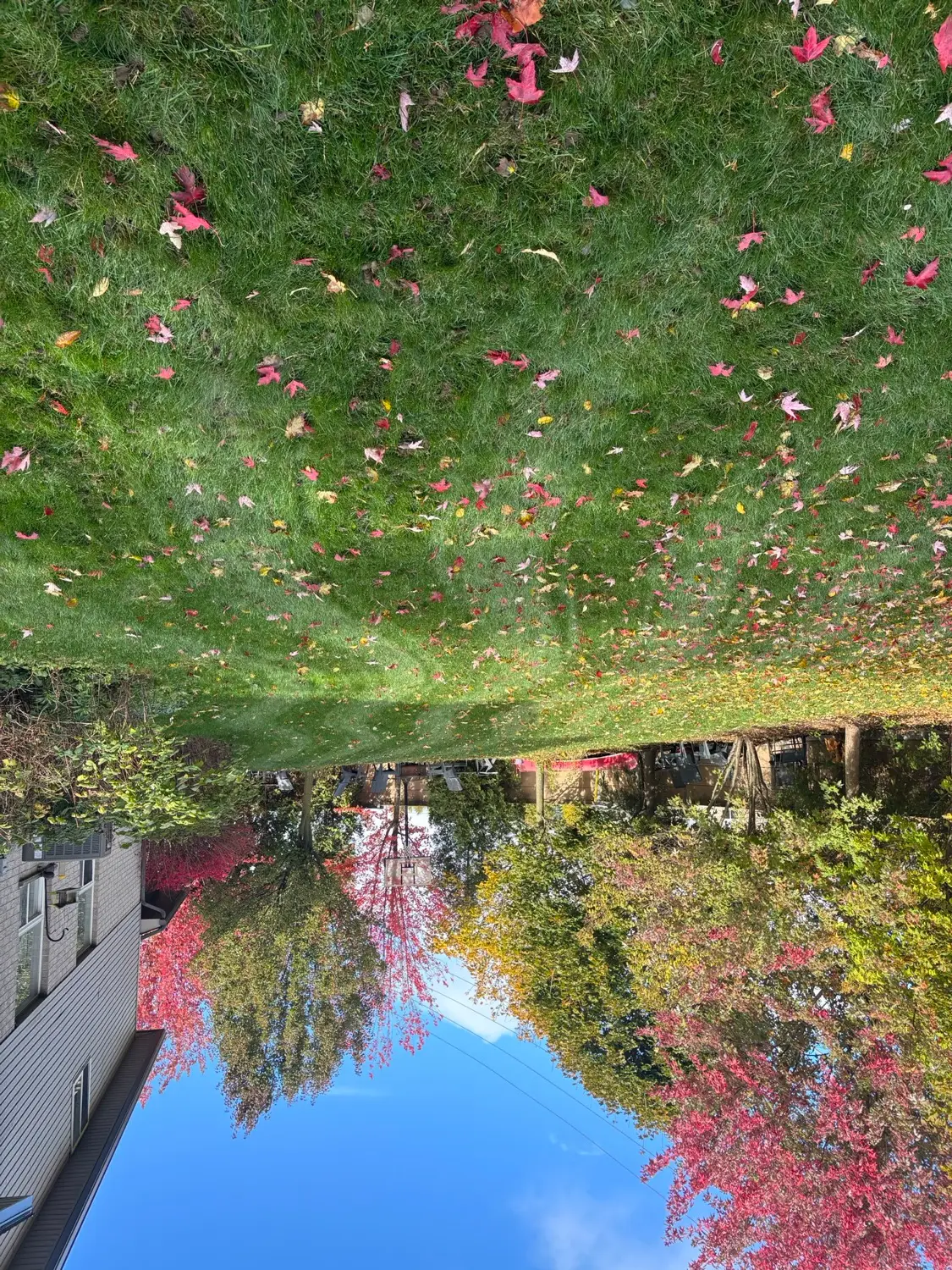 Lawn covered with red autumn maple leaves