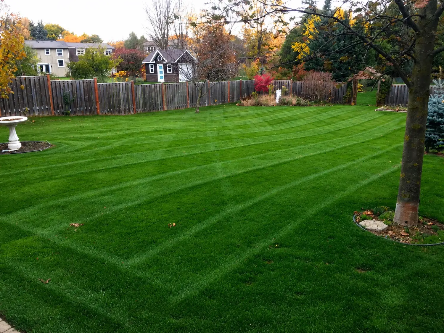 Lawn after a season of Kollegiate Lawn Care treatment