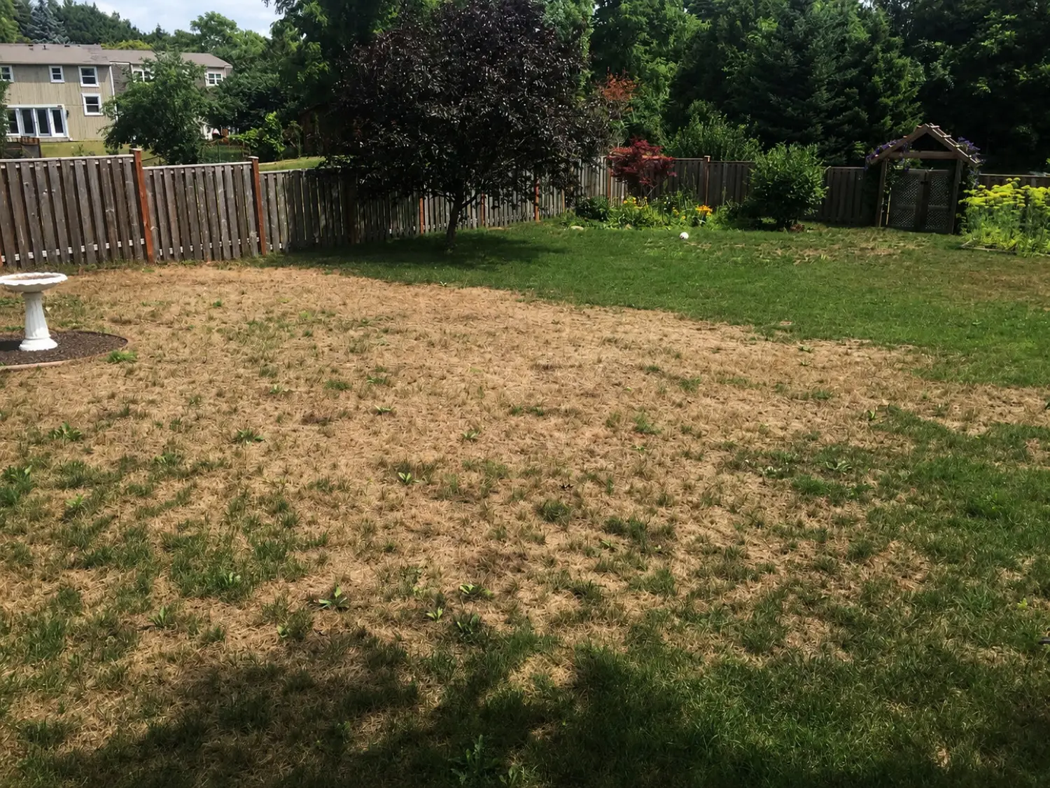 The same lawn before treatment — patchy and stressed