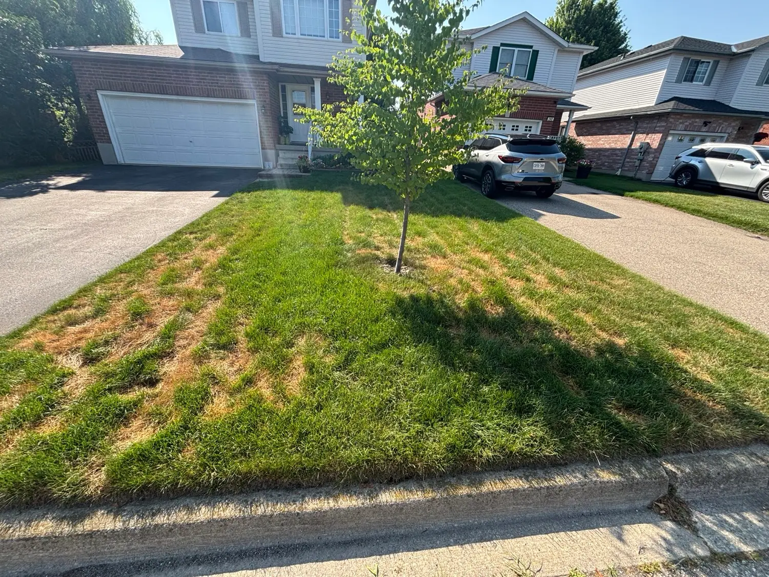Grub & Insect Control by Kollegiate Lawn Care in the Waterloo Region