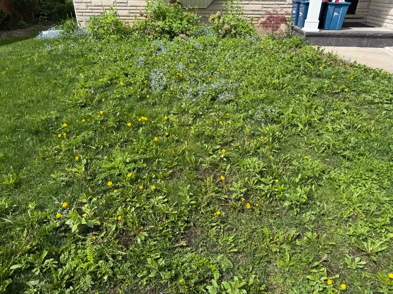 Weed Control by Kollegiate Lawn Care in the Waterloo Region